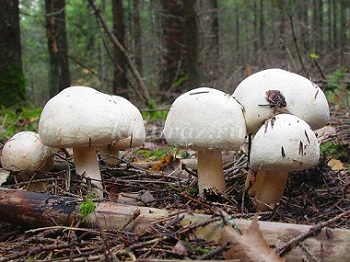 Pievagrybiai