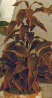 Cordyline
