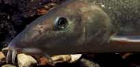 Barbel