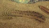 Botia Acantho cobitis loach