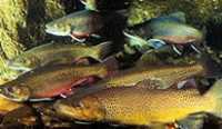 broun trout