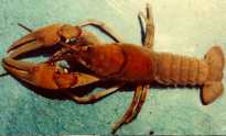 Crayfish in hands