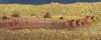 Kuhli loach