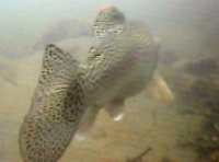 sono trout