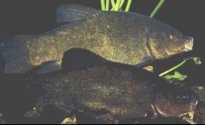 Tench