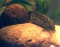 Weather loach
