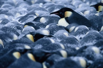 Pingvinai