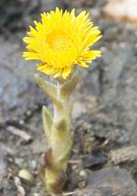 �alpusnis