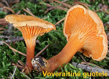 Voveraitin guotel