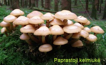 Paprastoji kelmiuk