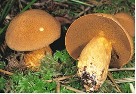 Makavykai