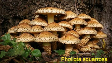 vynuotoji skujagalv