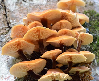 ieminis kelmutis