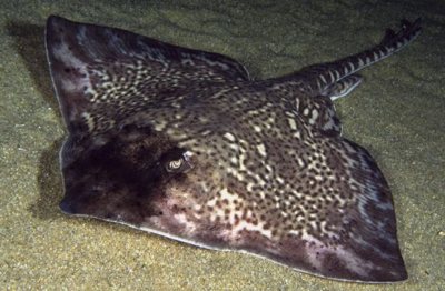 Raja clavata