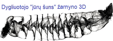 Rykli arnynas