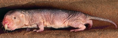 Plikasis smlrausis