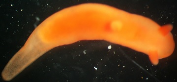 Plikasis smlrausis