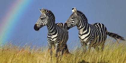 Zebrai pora