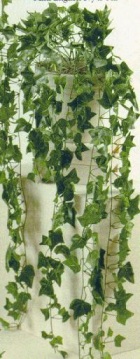 Pelargonium