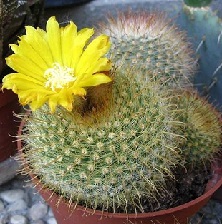 Parodija