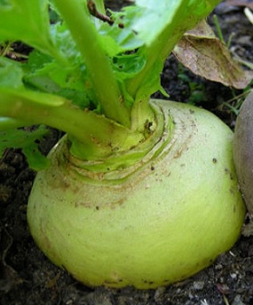 Grietis
