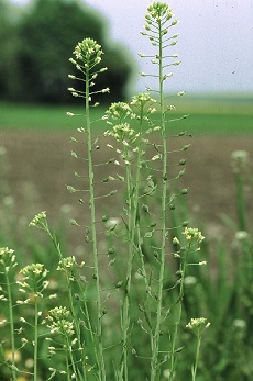 Sjamoji judra