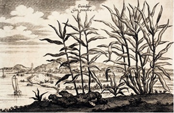 Imbieras