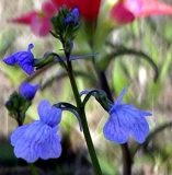 Wandering jew