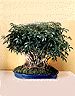 Umbrella Tree