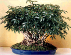 Umbrella Tree