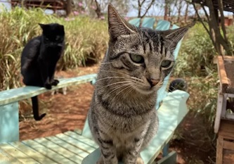Kats