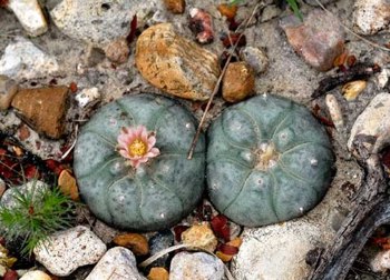 Peyoto kaktusas