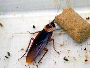 Tarakonas