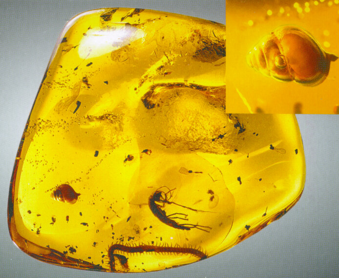 Amber with inclusion
