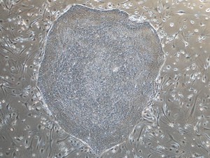 Stem-Cells Colony