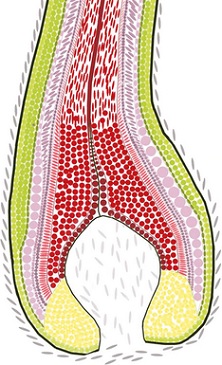 Folikulo sandara