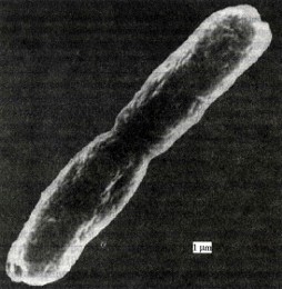 Hydrogenophilus thermoluteolus