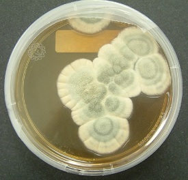 Penicilino pelsis