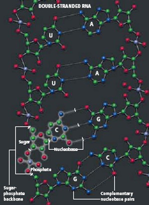 RNA