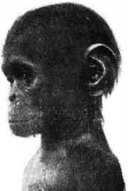 Homo neotenija
