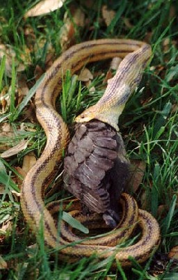 swallowing snake